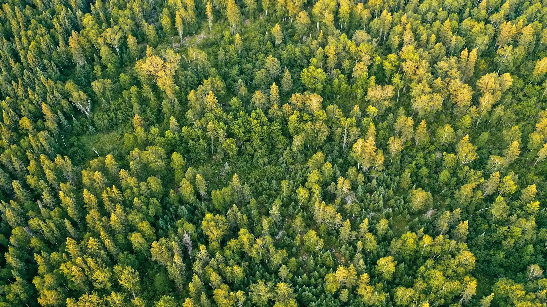 Sostenibilità distesa alberi verdi